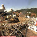 15_05-nest.jpg