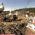 15_10-nest.jpg