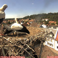 15_20-nest.jpg
