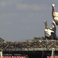 15_30-mast.jpg