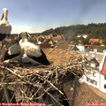 15_30-nest.jpg