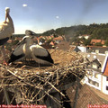 15_45-nest.jpg