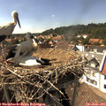 15_50-nest.jpg