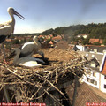 15_55-nest.jpg