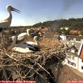 16_00-nest.jpg