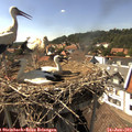 16_05-nest.jpg