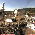 16_10-nest.jpg
