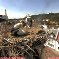 16_15-nest.jpg