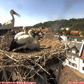 16_20-nest.jpg