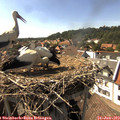 16_25-nest.jpg