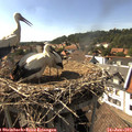 16_30-nest.jpg
