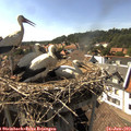 16_35-nest.jpg