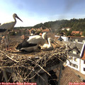 16_40-nest.jpg