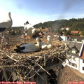 16_45-nest.jpg