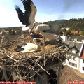 16_50-nest.jpg
