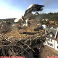 16_55-nest.jpg