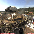 17_00-nest.jpg