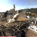 17_05-nest.jpg