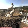 17_10-nest.jpg