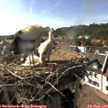 17_15-nest.jpg