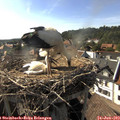 17_20-nest.jpg
