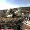 17_25-nest.jpg
