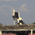 17_30-mast.jpg
