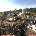 17_30-nest.jpg