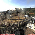 17_35-nest.jpg