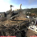 17_40-nest.jpg