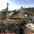 17_45-nest.jpg