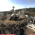 17_50-nest.jpg