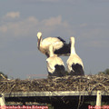 17_55-mast.jpg