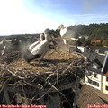 17_55-nest.jpg