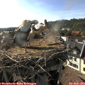 18_00-nest.jpg