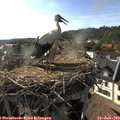 18_05-nest.jpg
