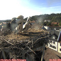 18_15-nest.jpg