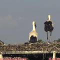 18_20-mast.jpg