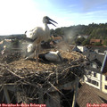 18_20-nest.jpg