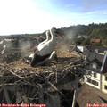 18_25-nest.jpg