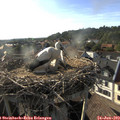 18_30-nest.jpg