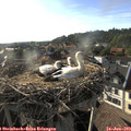 18_35-nest.jpg