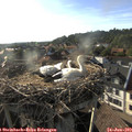 18_40-nest.jpg