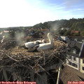 18_50-nest.jpg