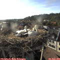 18_55-nest.jpg