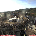 19_00-nest.jpg
