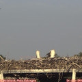 19_05-mast.jpg