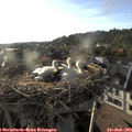 19_05-nest.jpg