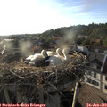 19_10-nest.jpg