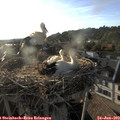 19_15-nest.jpg